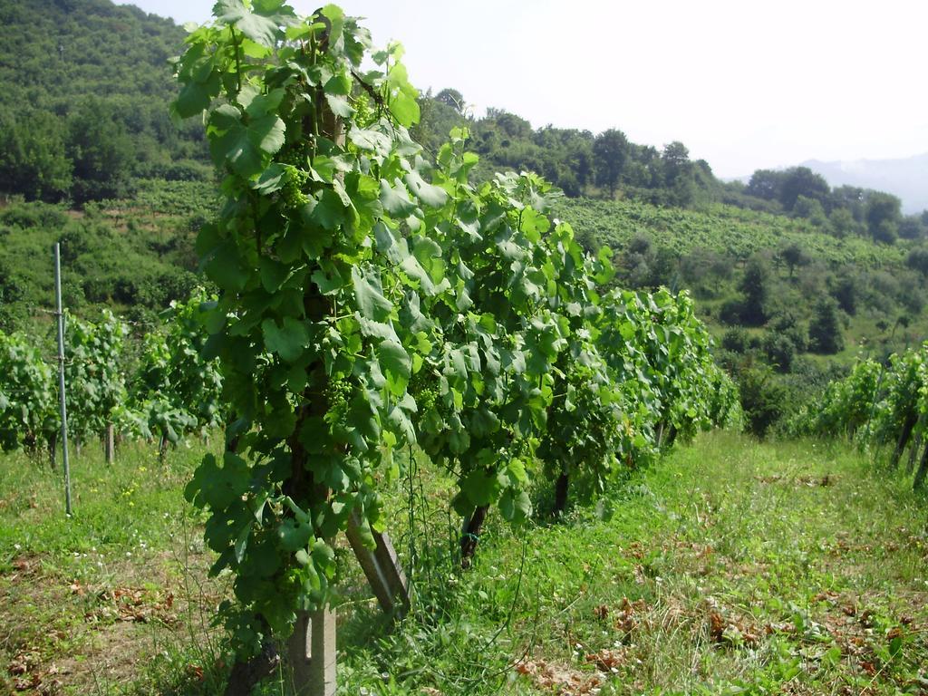 Tenuta Montelaura Forino ภายนอก รูปภาพ